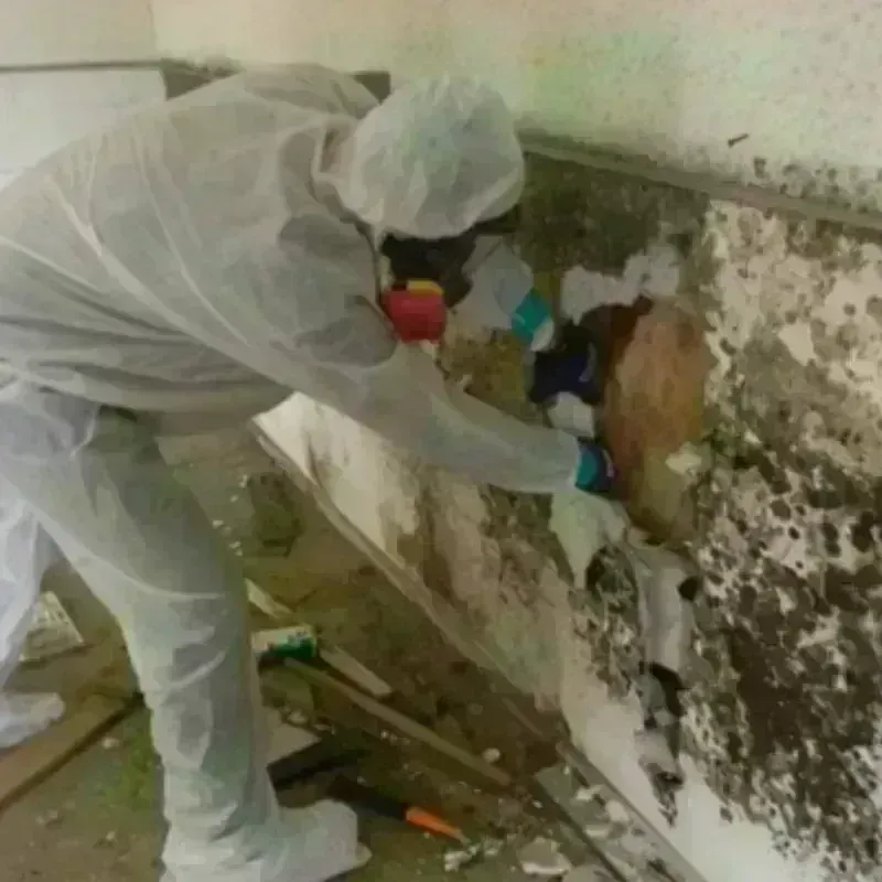 Mold Remediation and Removal in King County, WA